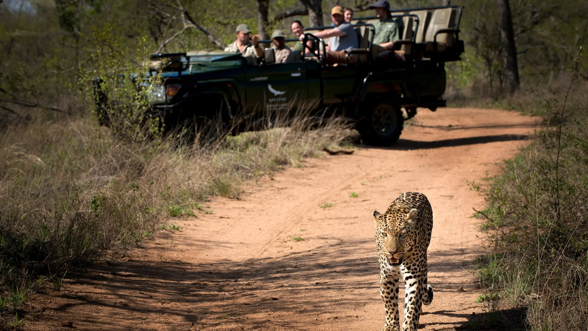 How close can safari vehicles get to leopards?