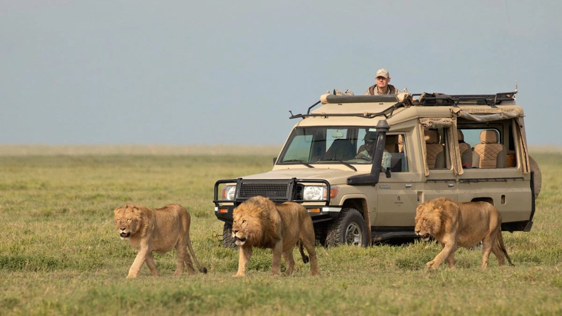 How close can safari vehicles get to lions?