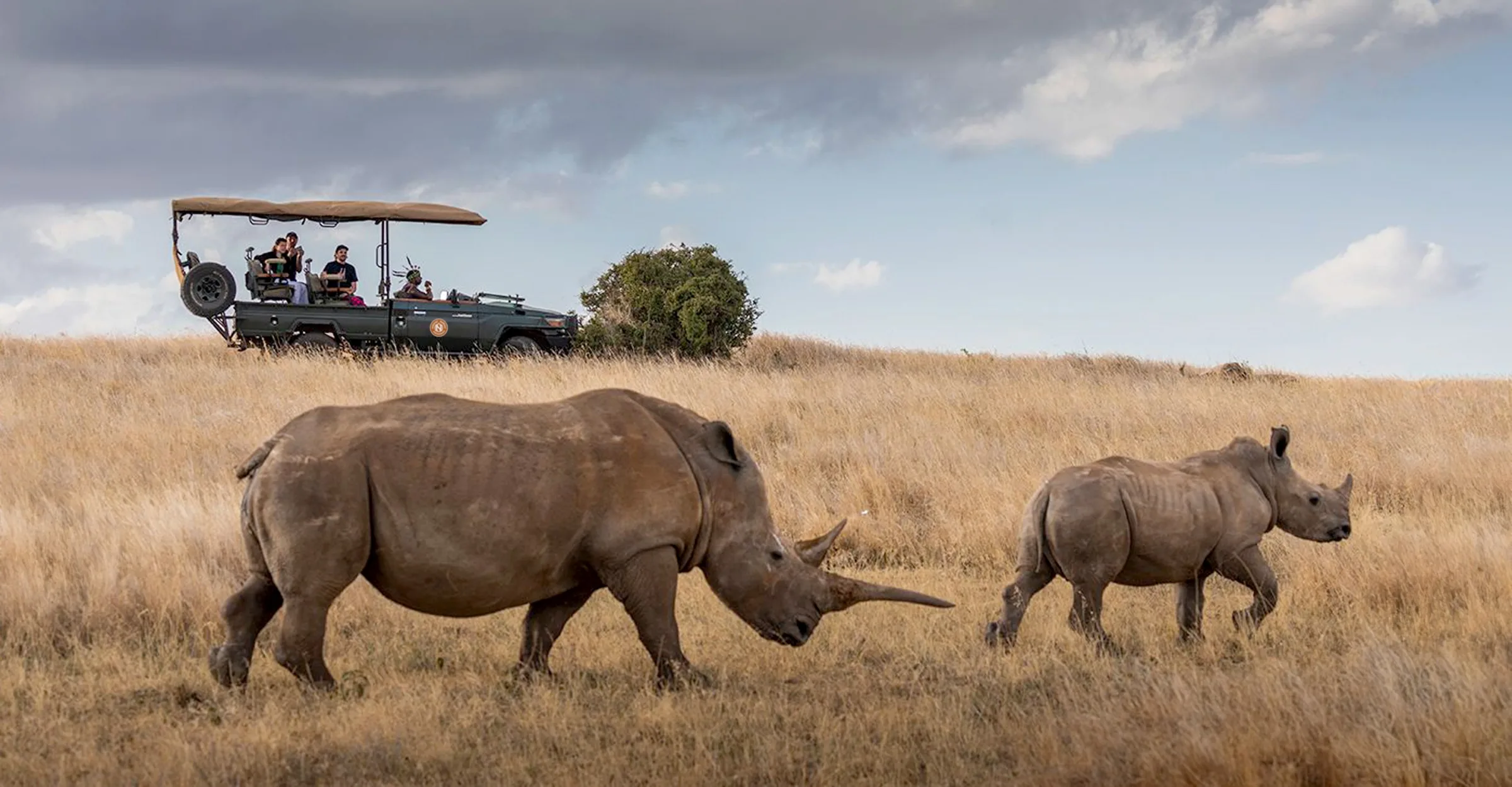How close can safari vehicles get to rhinos?
