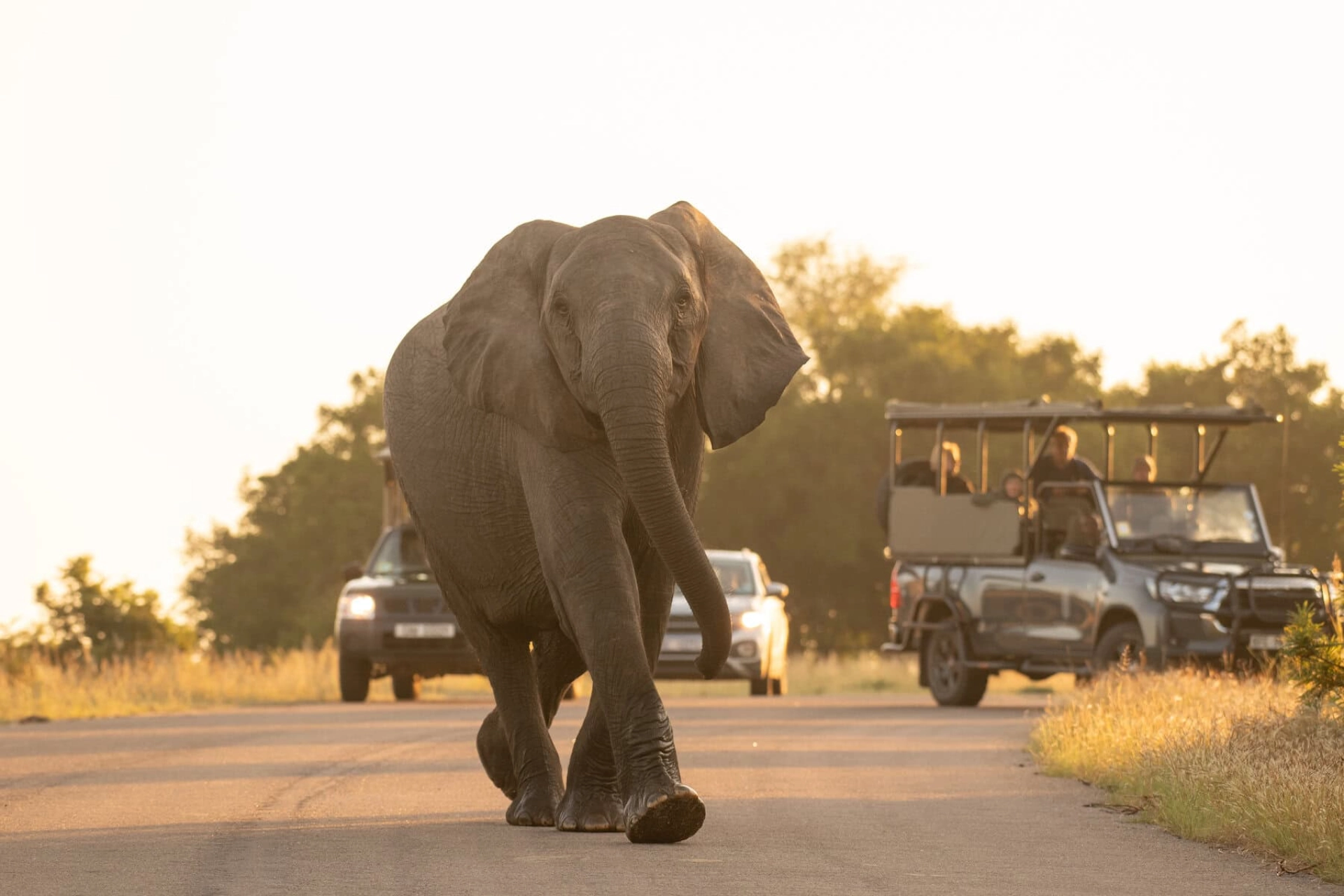 How Cold Are African Safari Mornings?