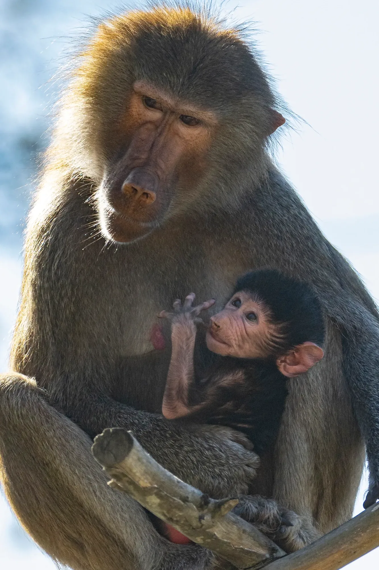 How Do Baby Baboons Look