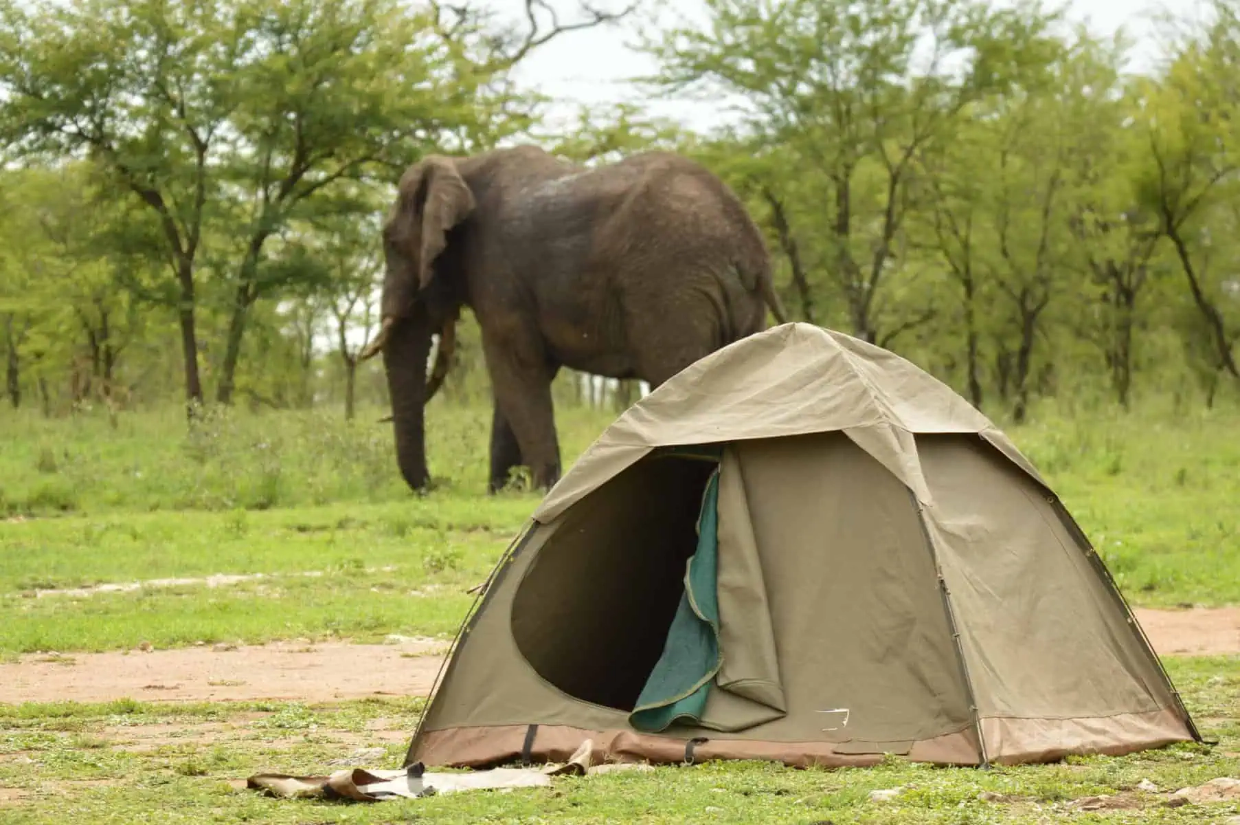 Wildlife on an African safari