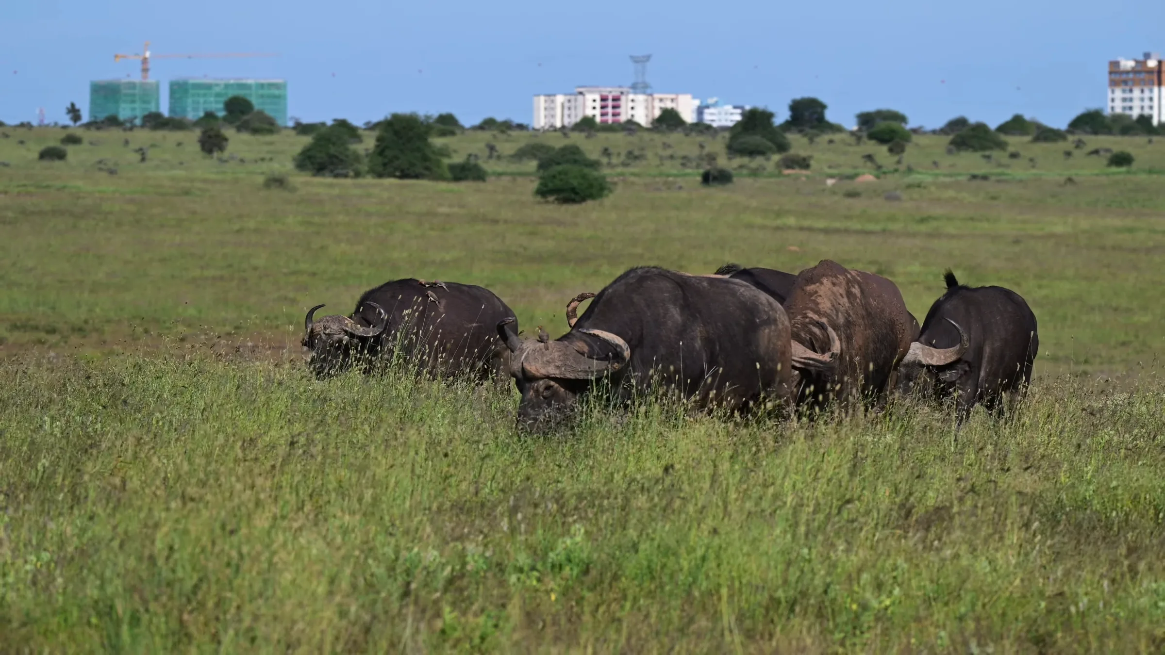 How do I plan a budget African safari?