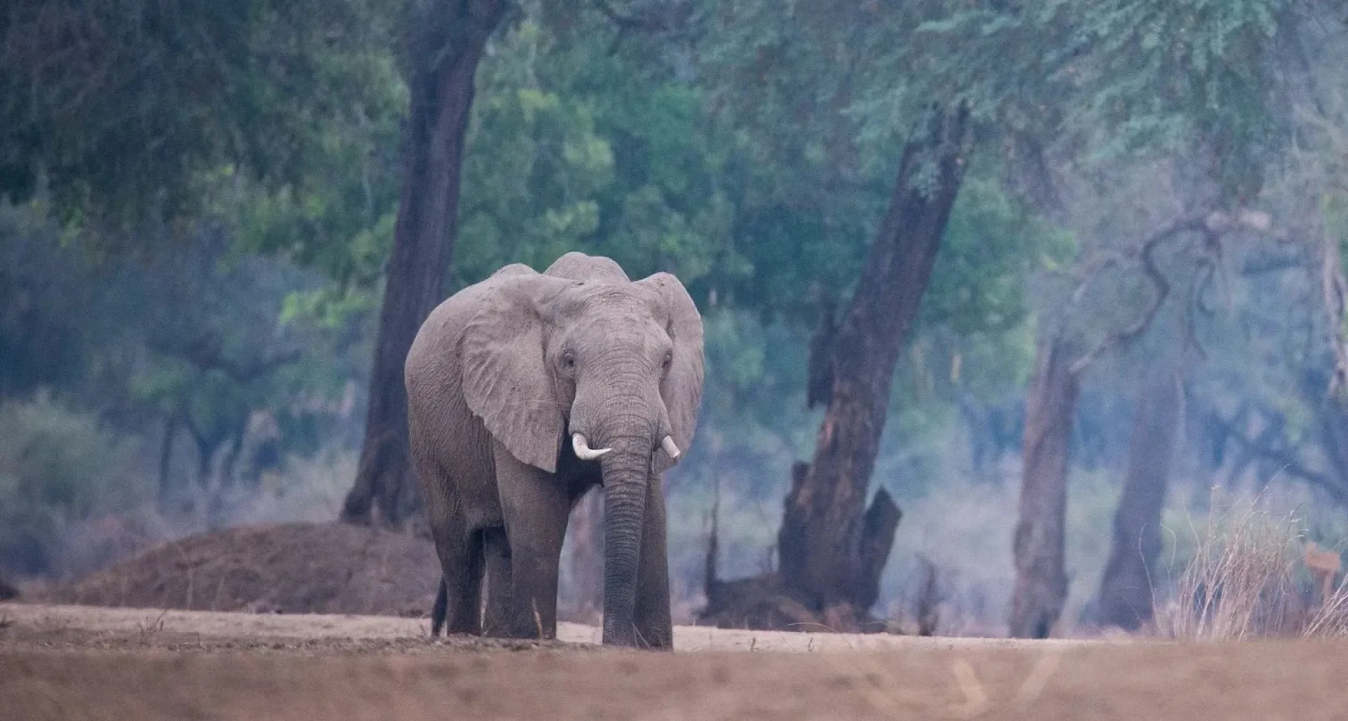 How do I plan my first African safari?