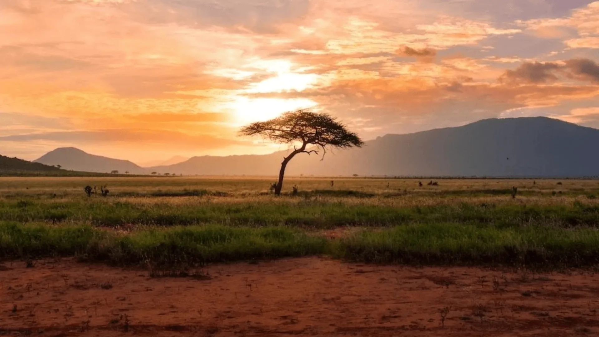 How do I stay connected while on safari?