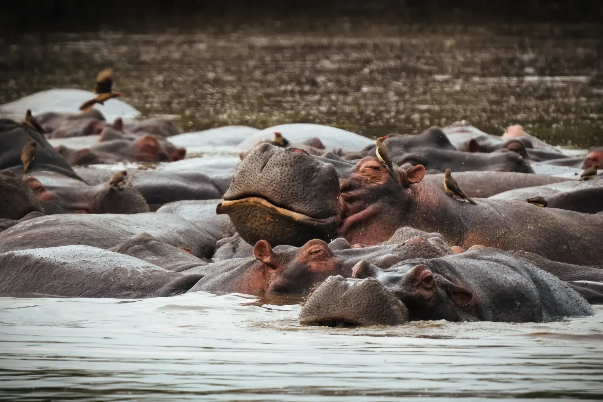 How do safari rules differ in a private concession?
