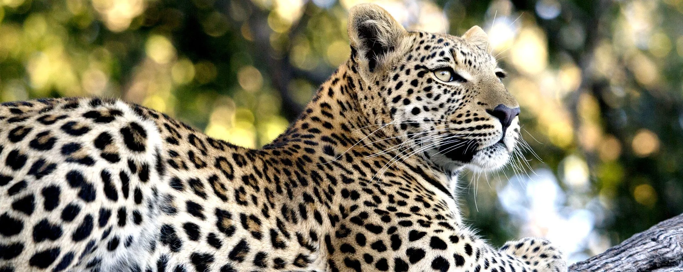 How do safari rules differ in a wildlife conservancy?