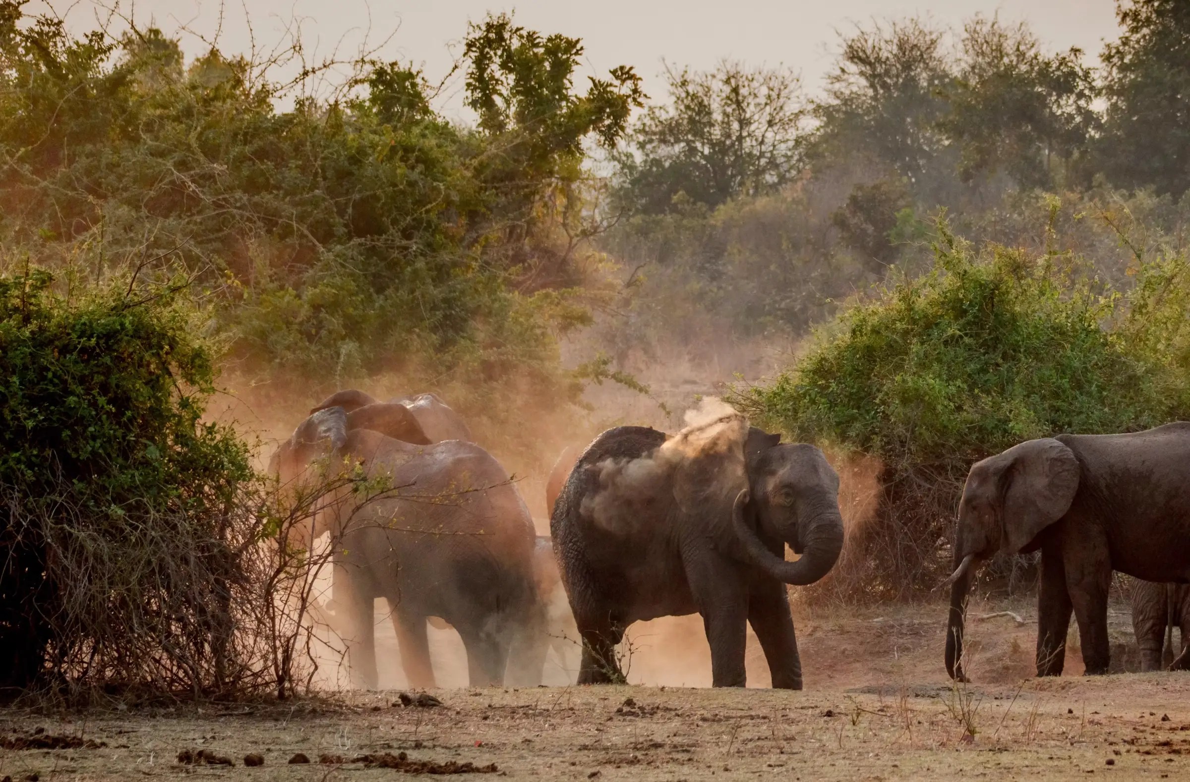 How Dusty Is an African Safari?