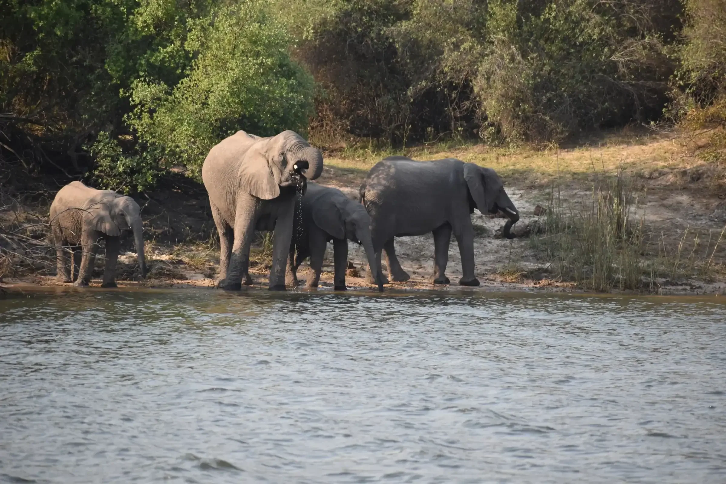 How far in advance should I book a budget African safari?