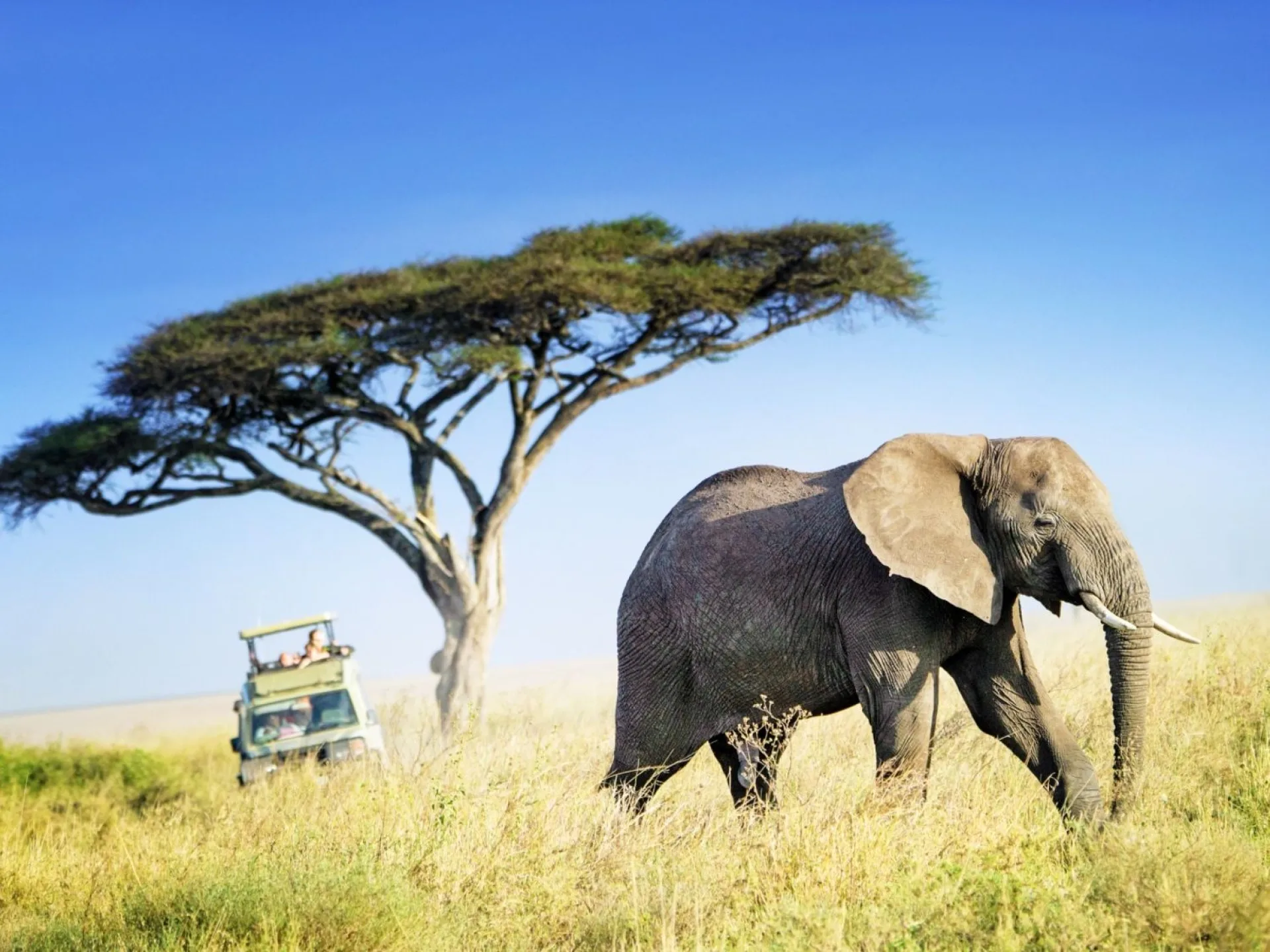 How far in advance should I book an African safari?