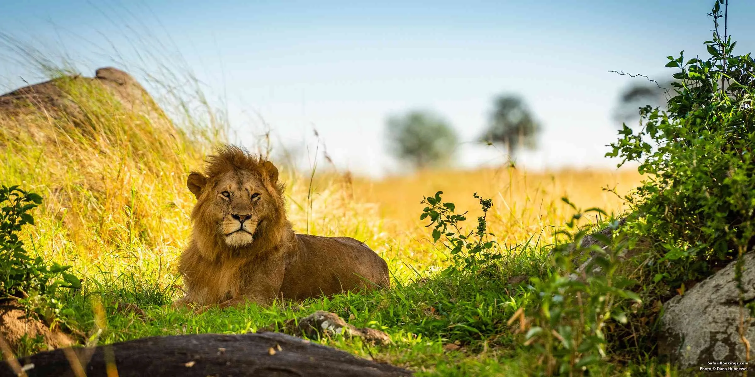 How many countries can I visit on a two-week African safari?
