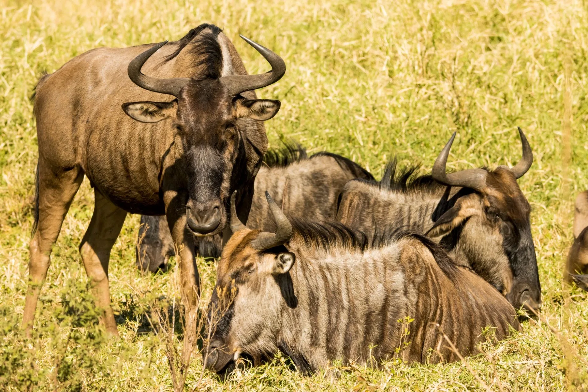 How much deposit is normal for an African safari?