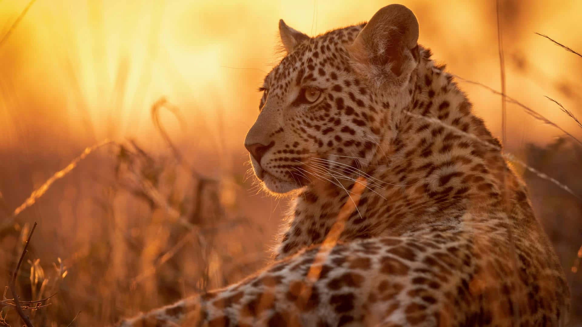 How much does a 10-day African safari cost?