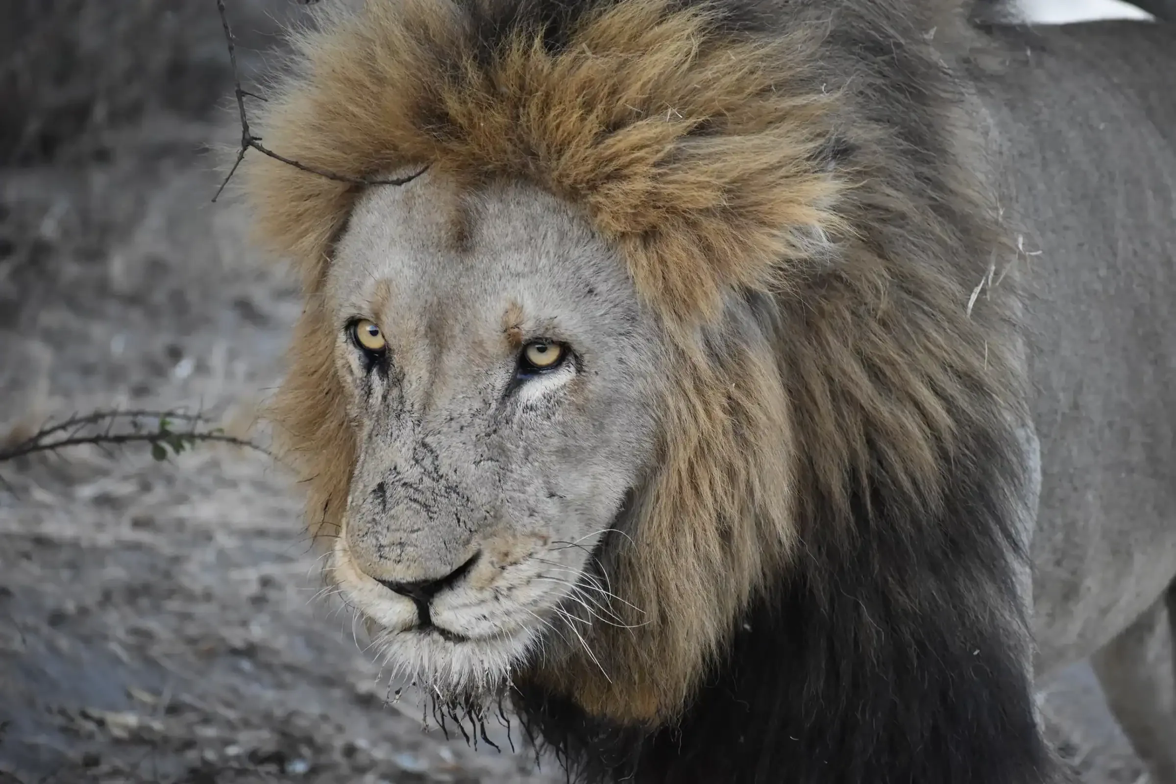 How much does a 14-day African safari cost?