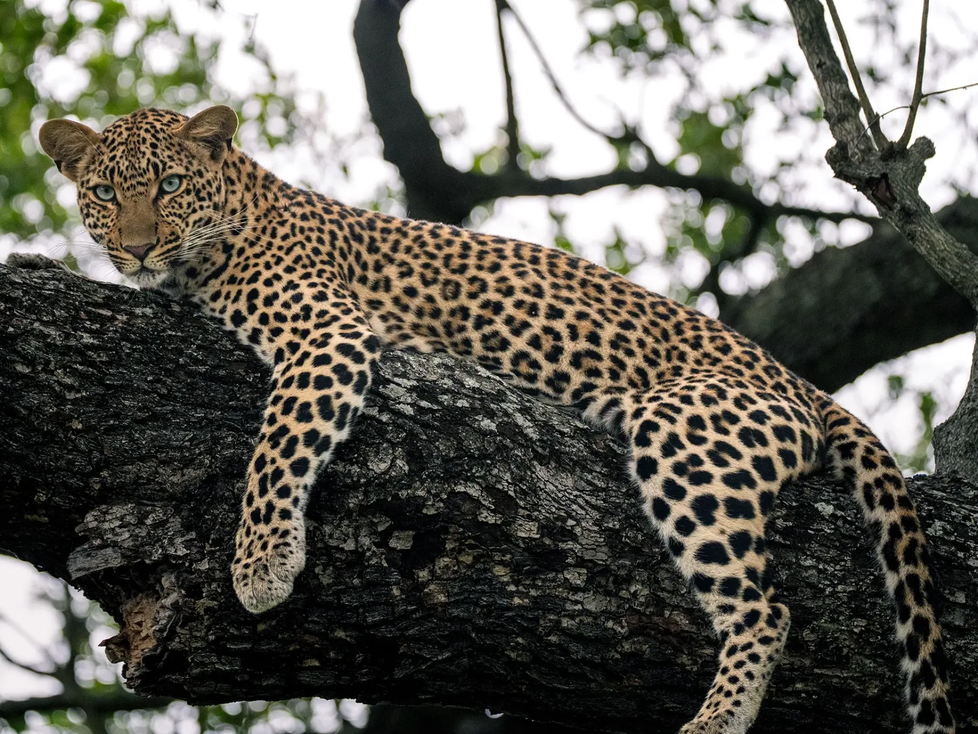 How much does a 5-day African safari cost?