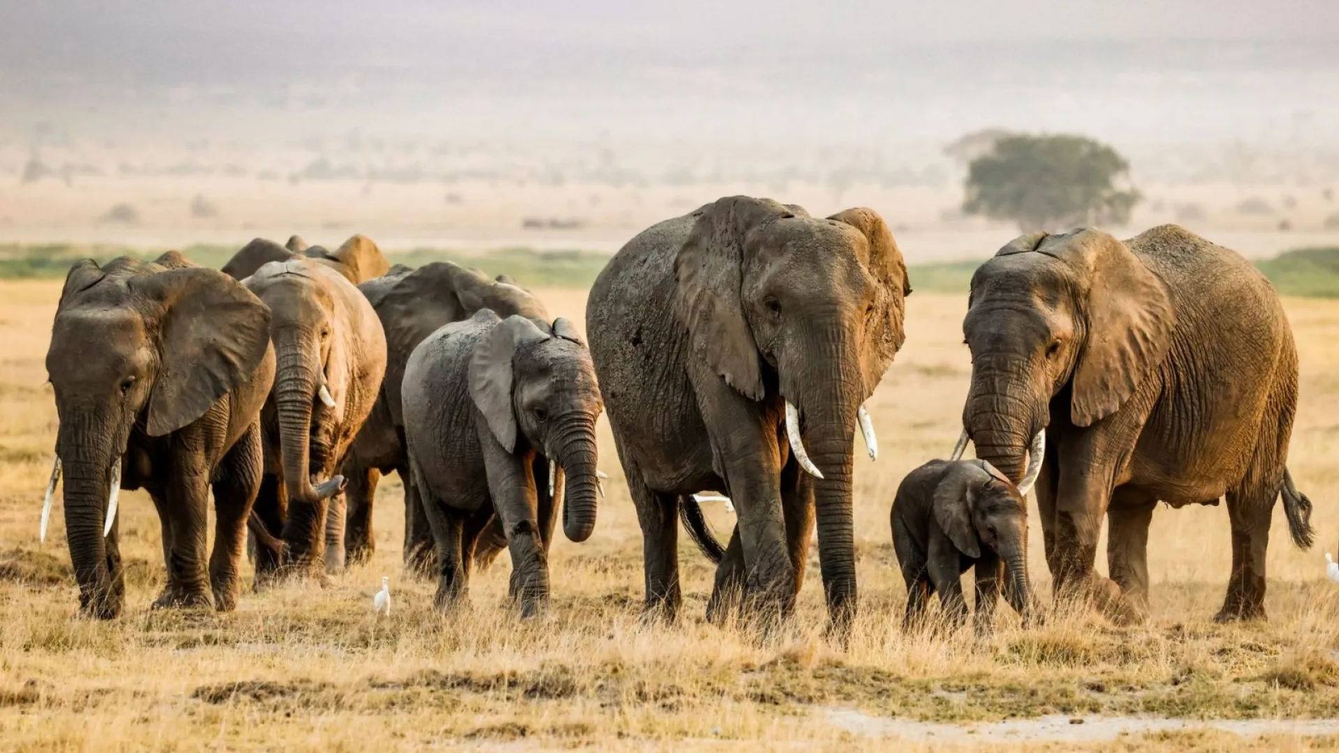 How much does a 7-day African safari cost?
