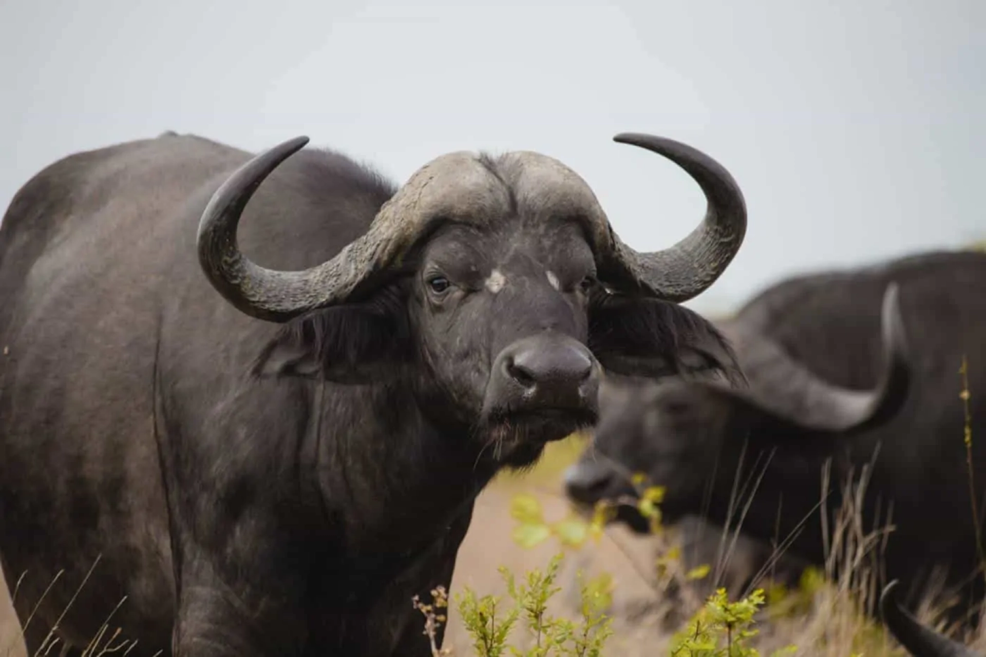How much does a budget African safari cost?