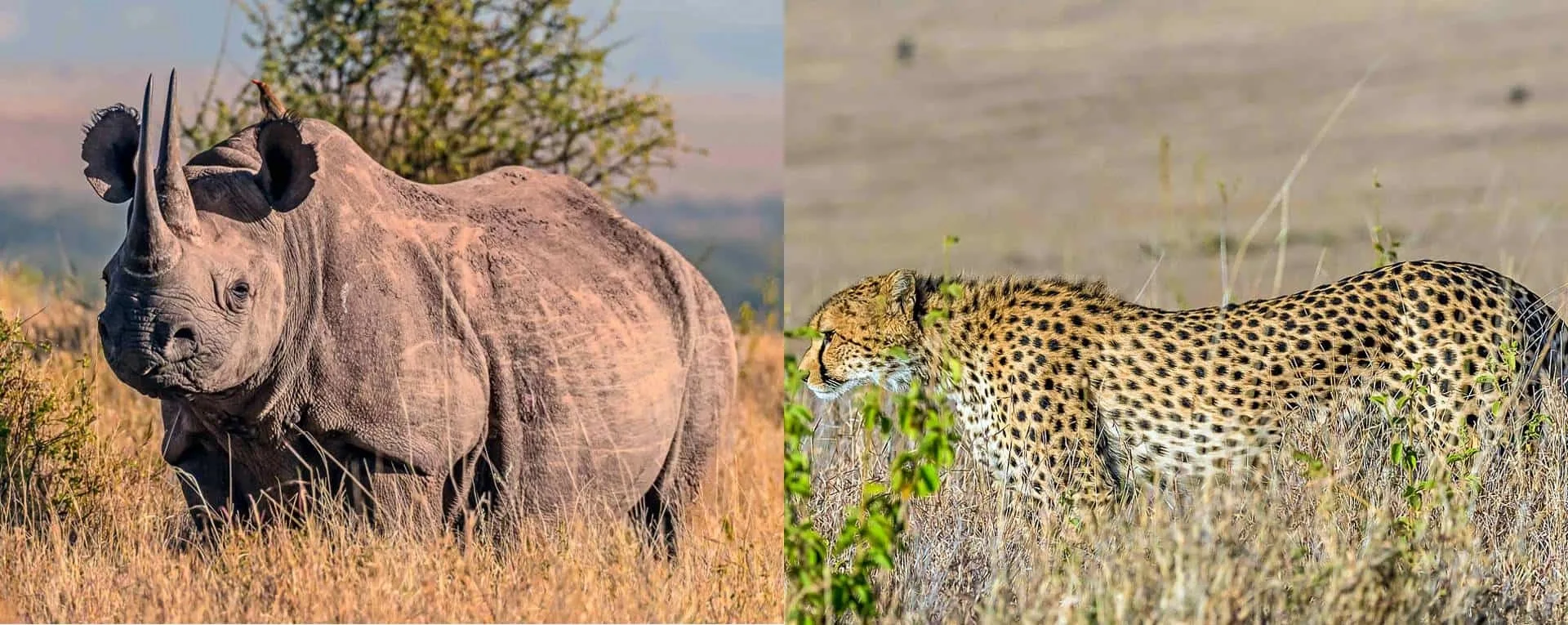 How much does an African safari cost?