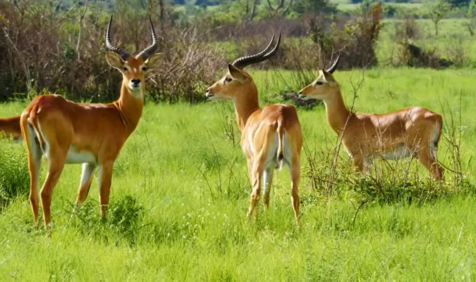 Safari lodge in Africa