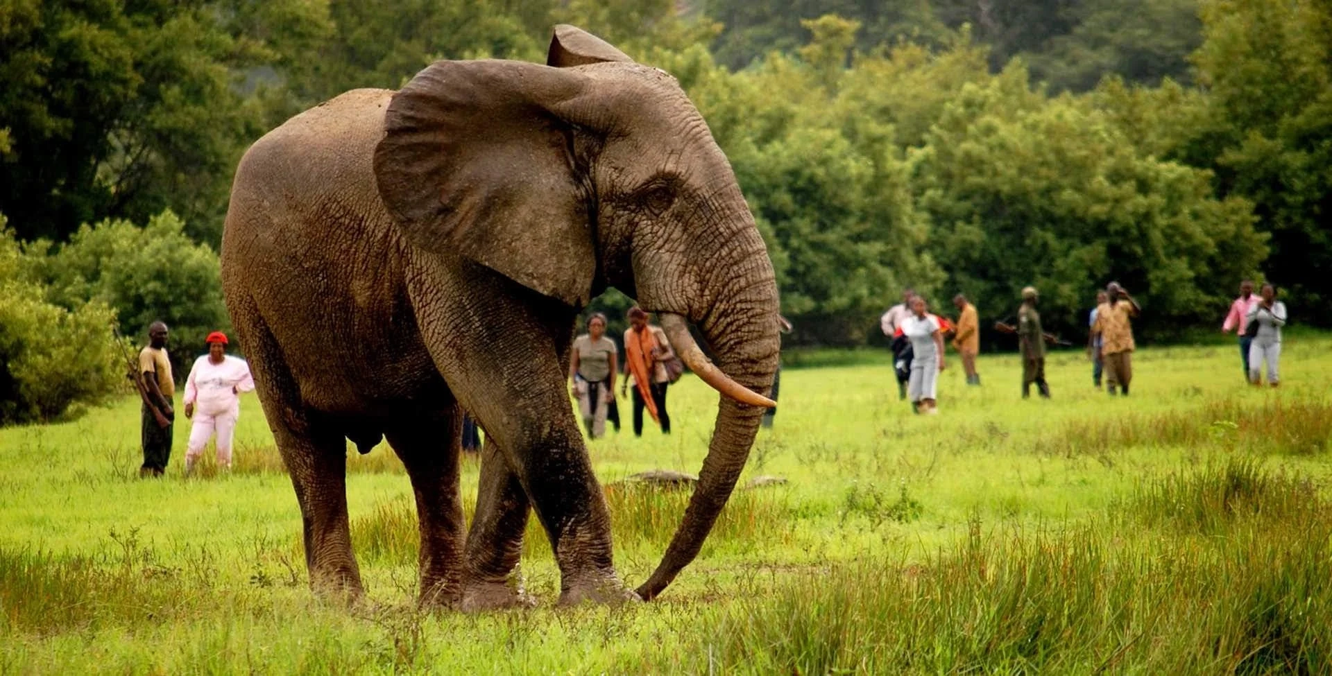 How much should I budget for a luxury African safari?