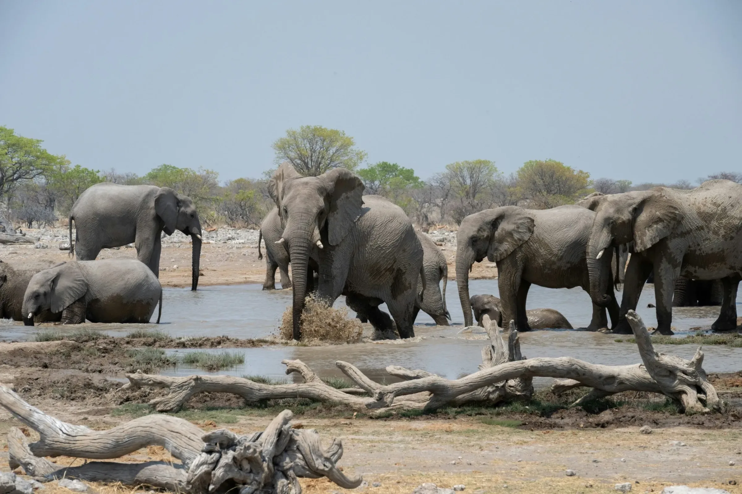 How much water should I drink on safari?