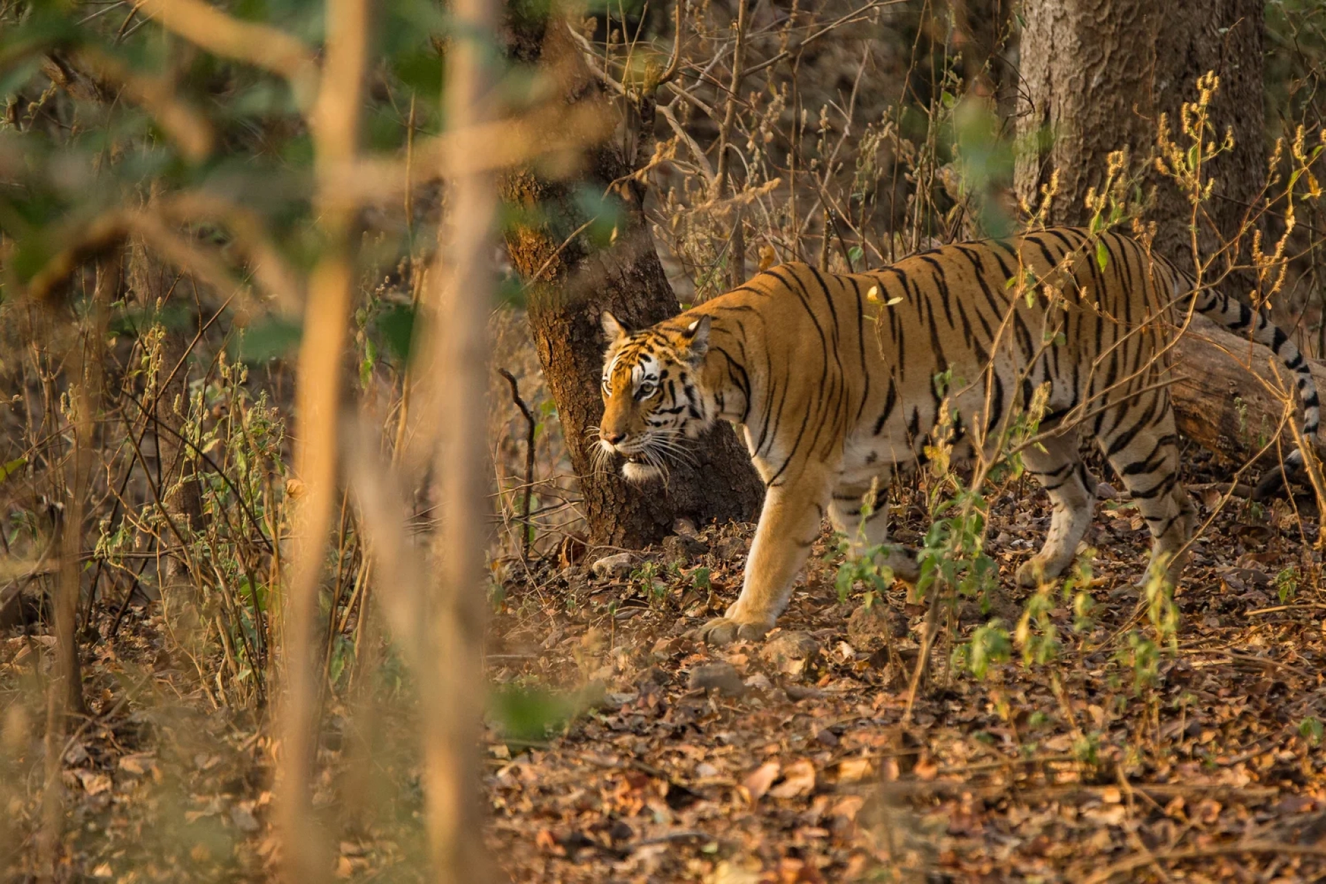 ‘I want to see a tiger!’ and other tricky African safari requests