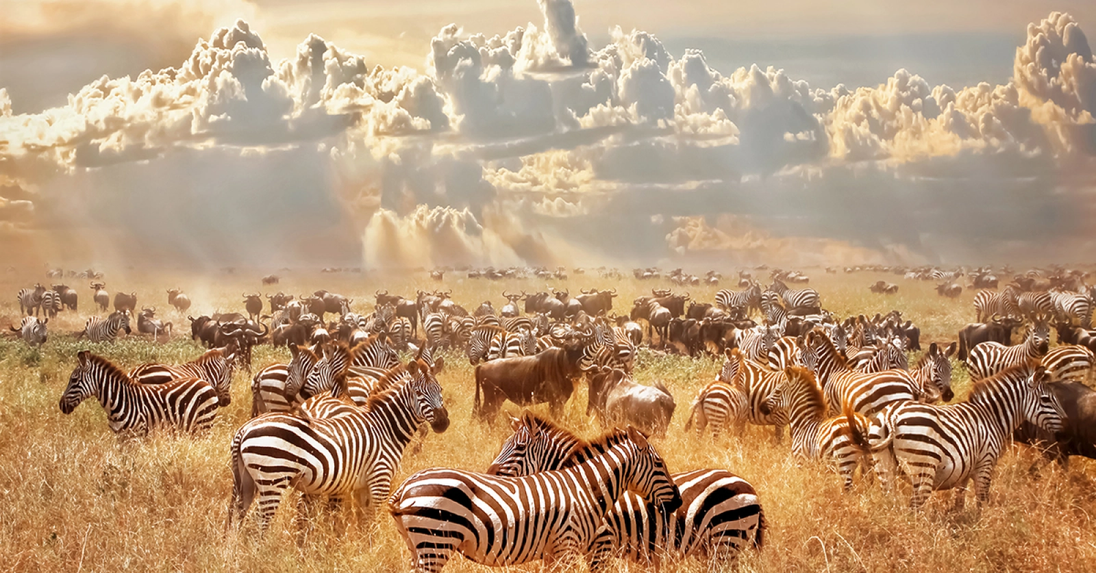 Introduction : existe-t-il vraiment un meilleur mois pour un safari en Tanzanie