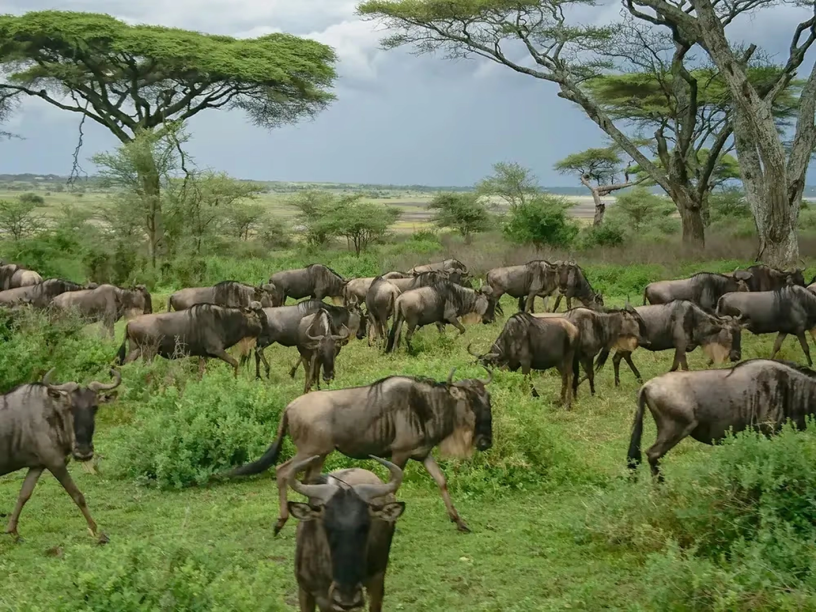 Introduction : existe-t-il vraiment un meilleur mois pour un safari en Tanzanie