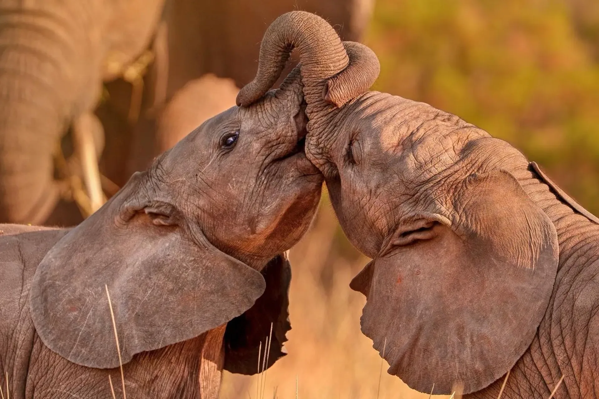 Is an African safari worth it?