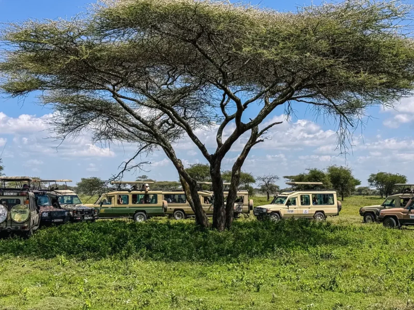 Wildlife on an African safari
