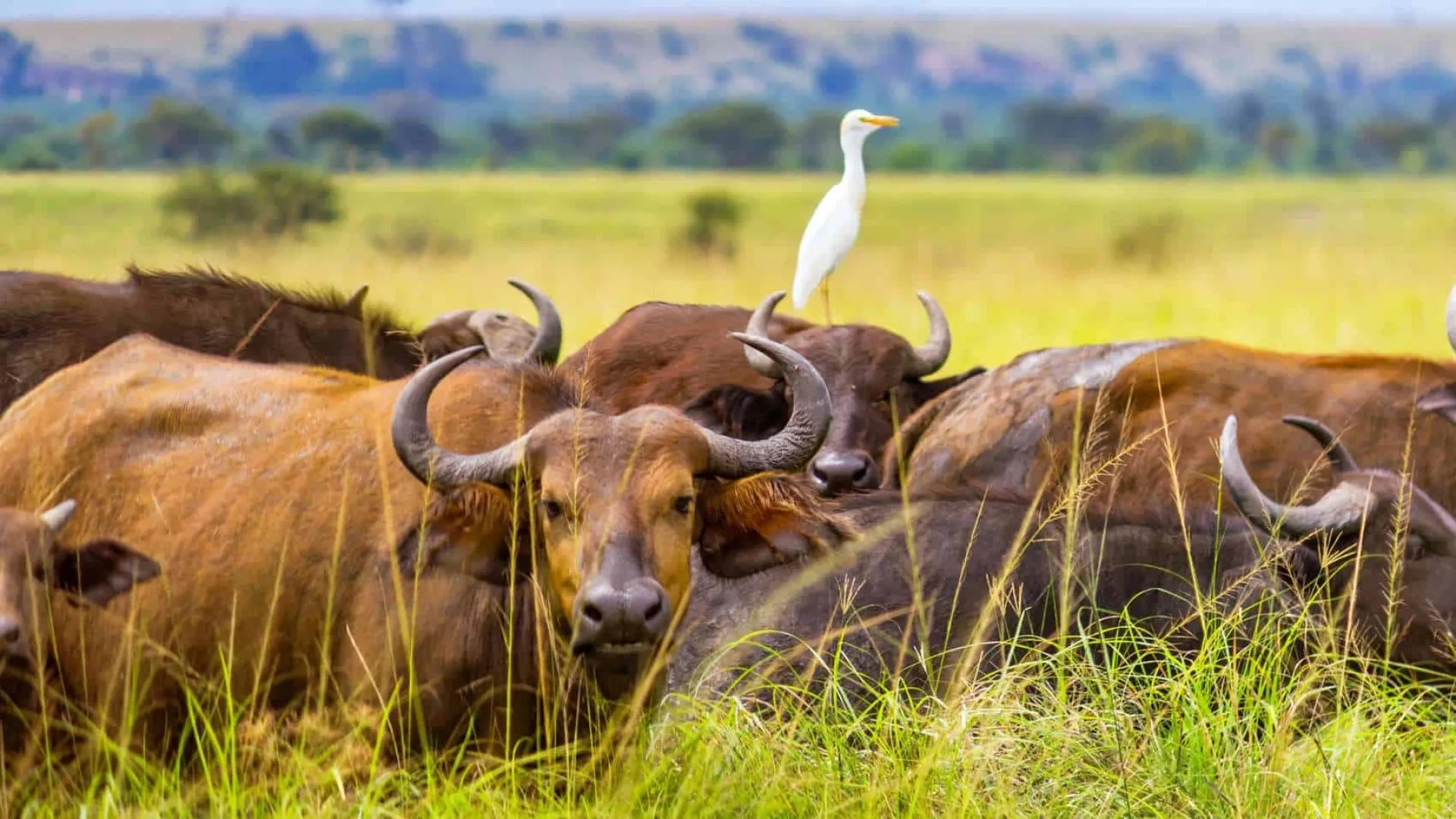 Is June a good month for an African safari?