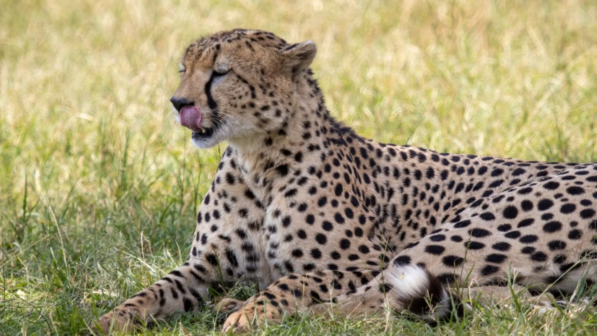 Is laundry included on safari?