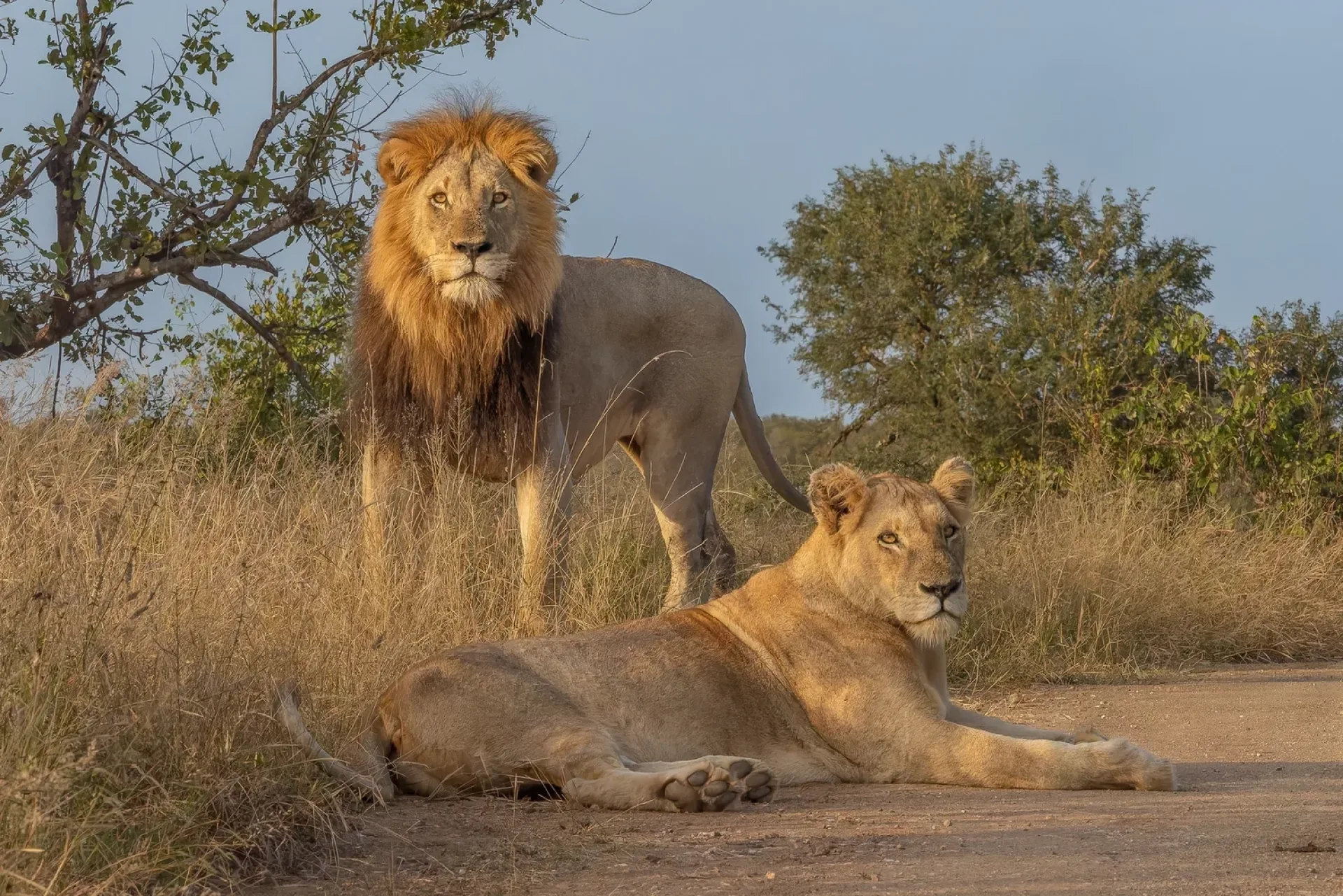 Is medical care available near safari parks?