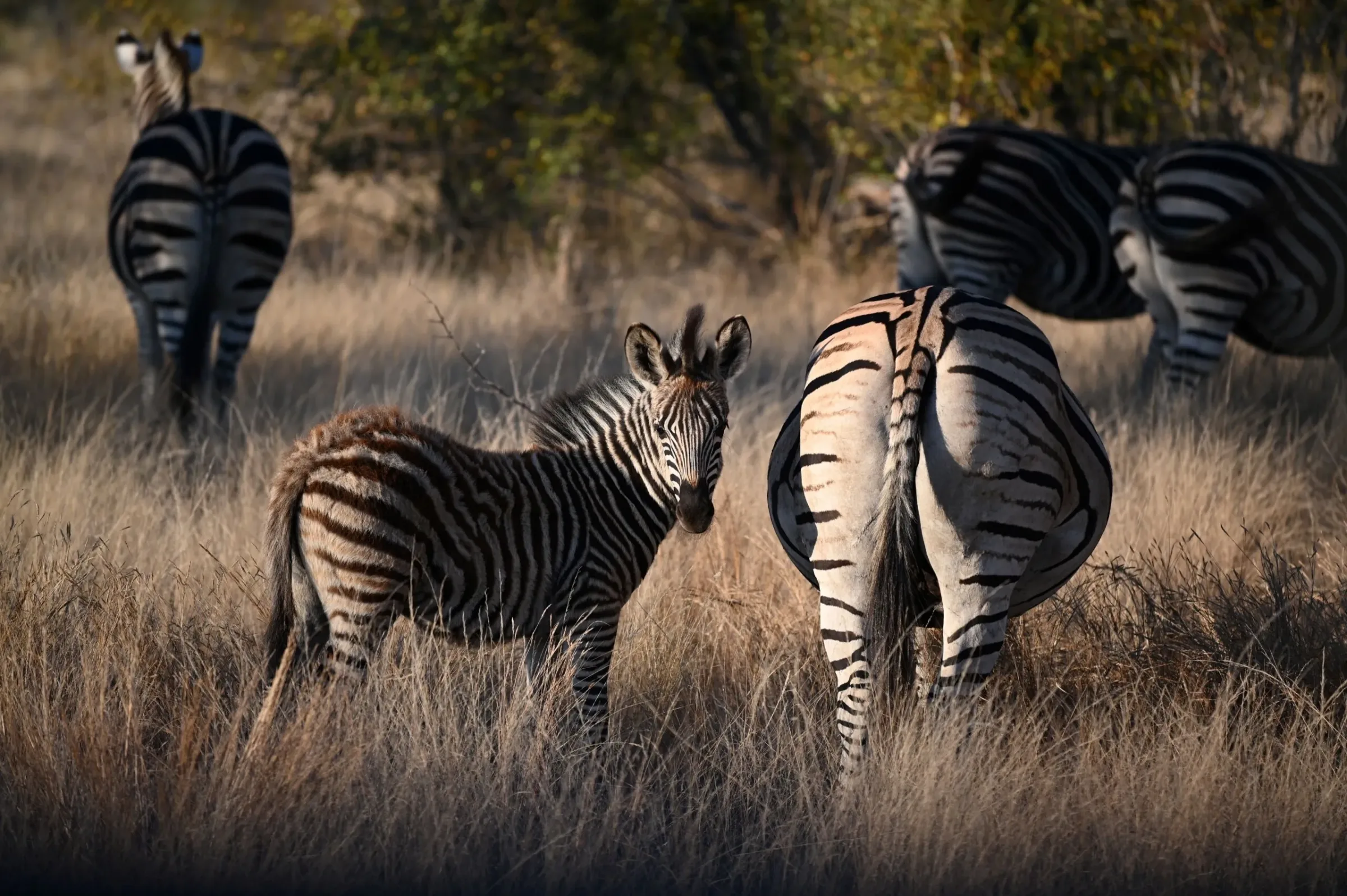 Is safari cheaper in the rainy season?