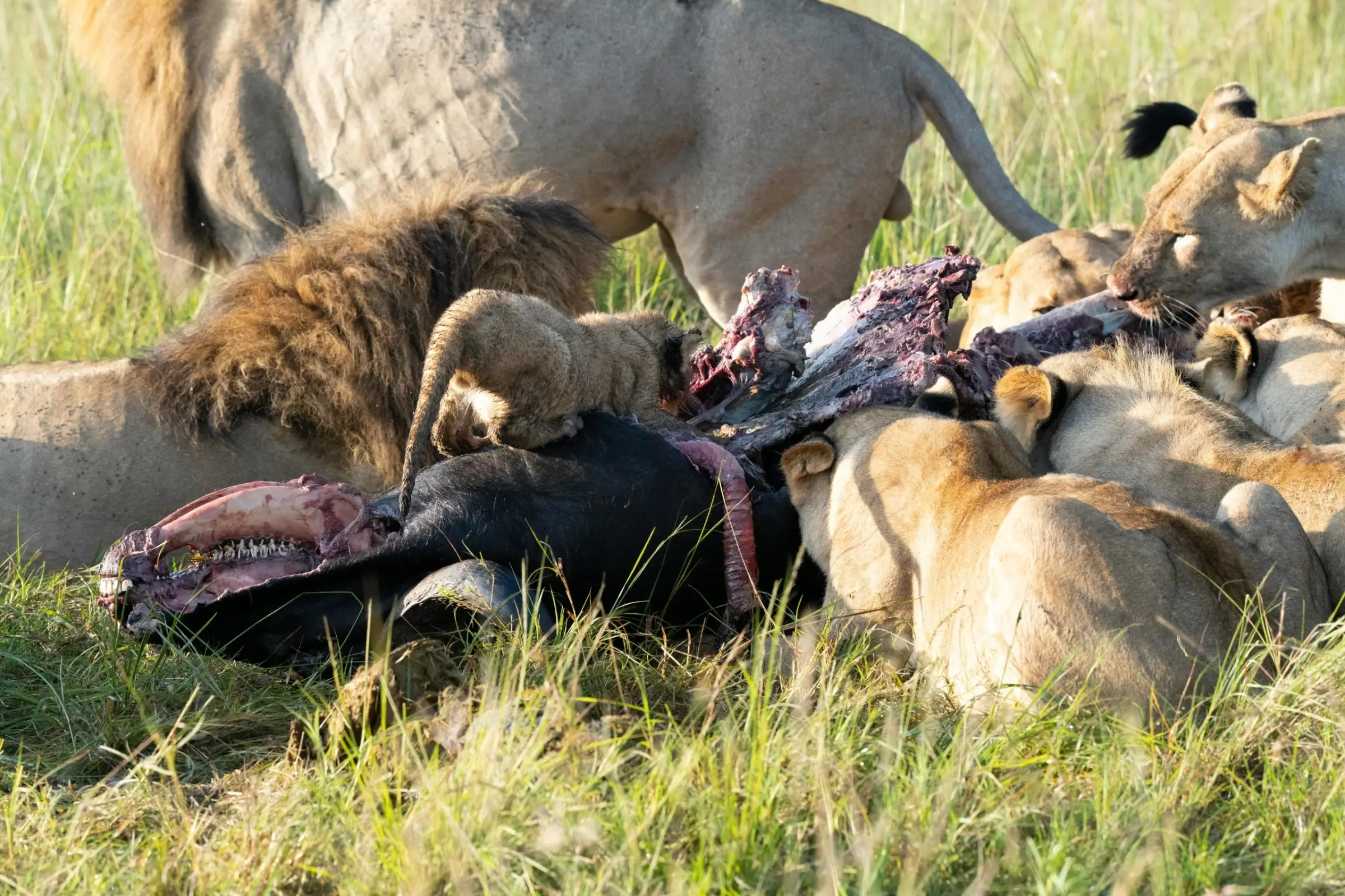 Is the dry season the best time for safari?