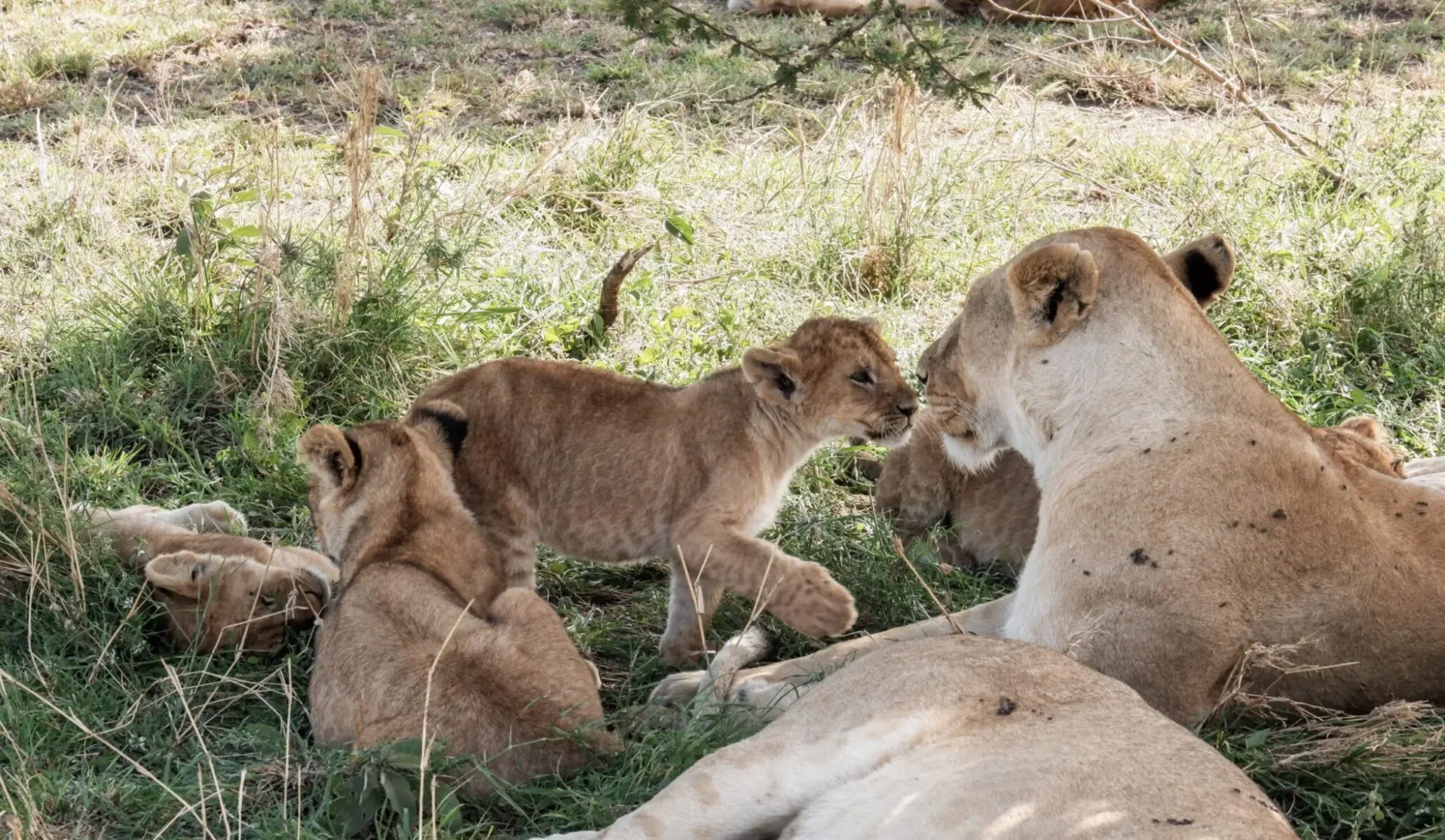 Itinéraire détaillé : safari Tanzanie 14 jours