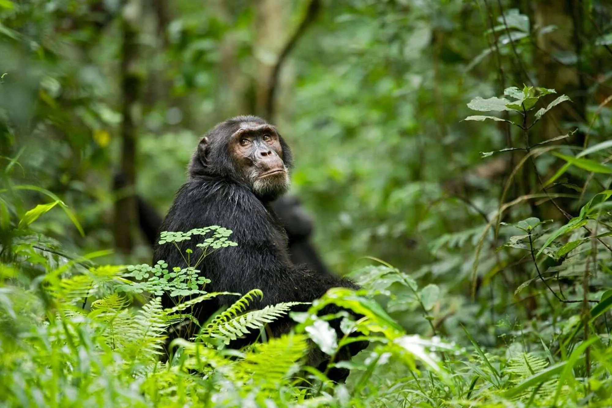 Kibale : safari, animaux et conseils