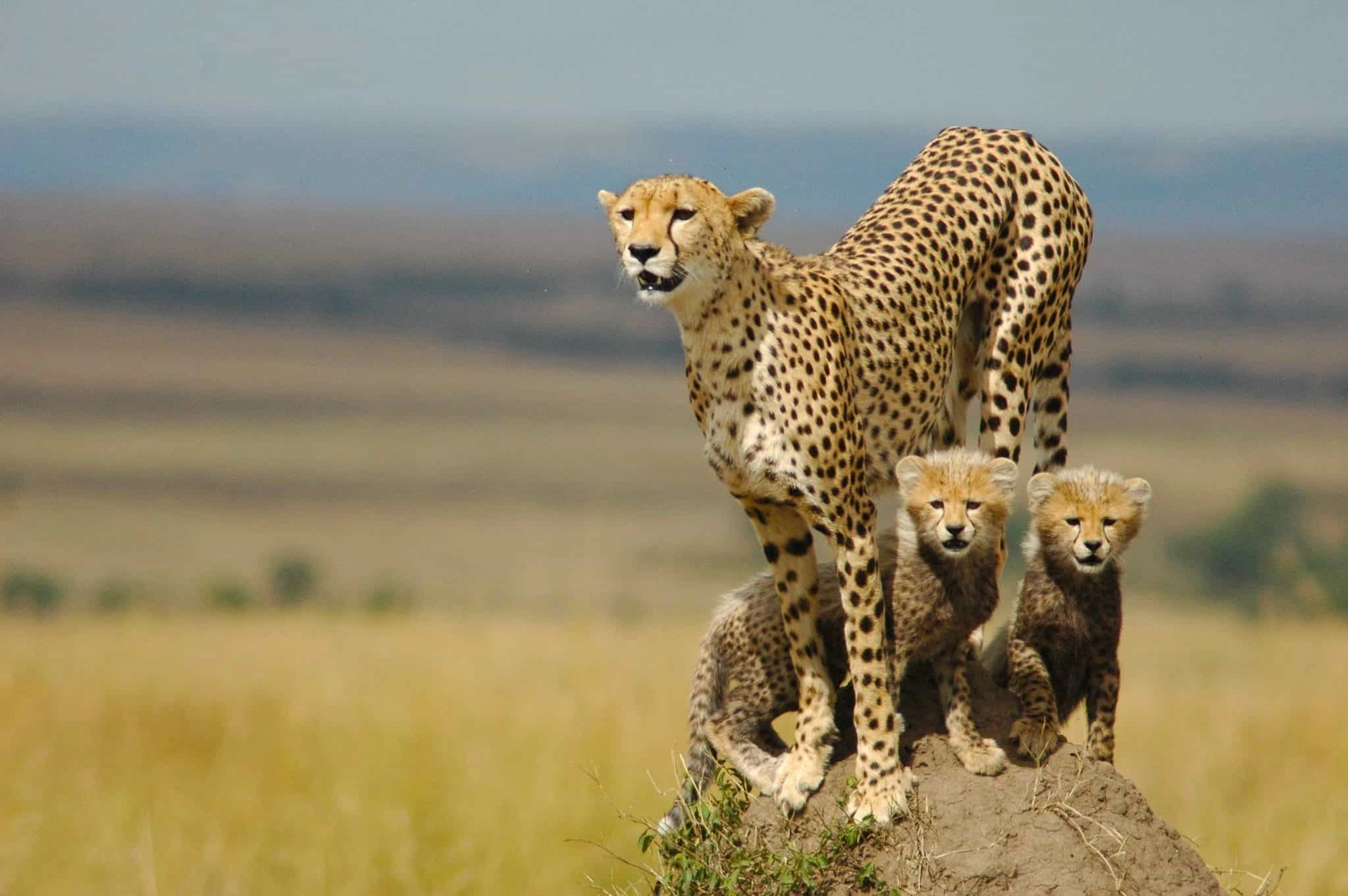 Kidepo : safari, animaux et conseils