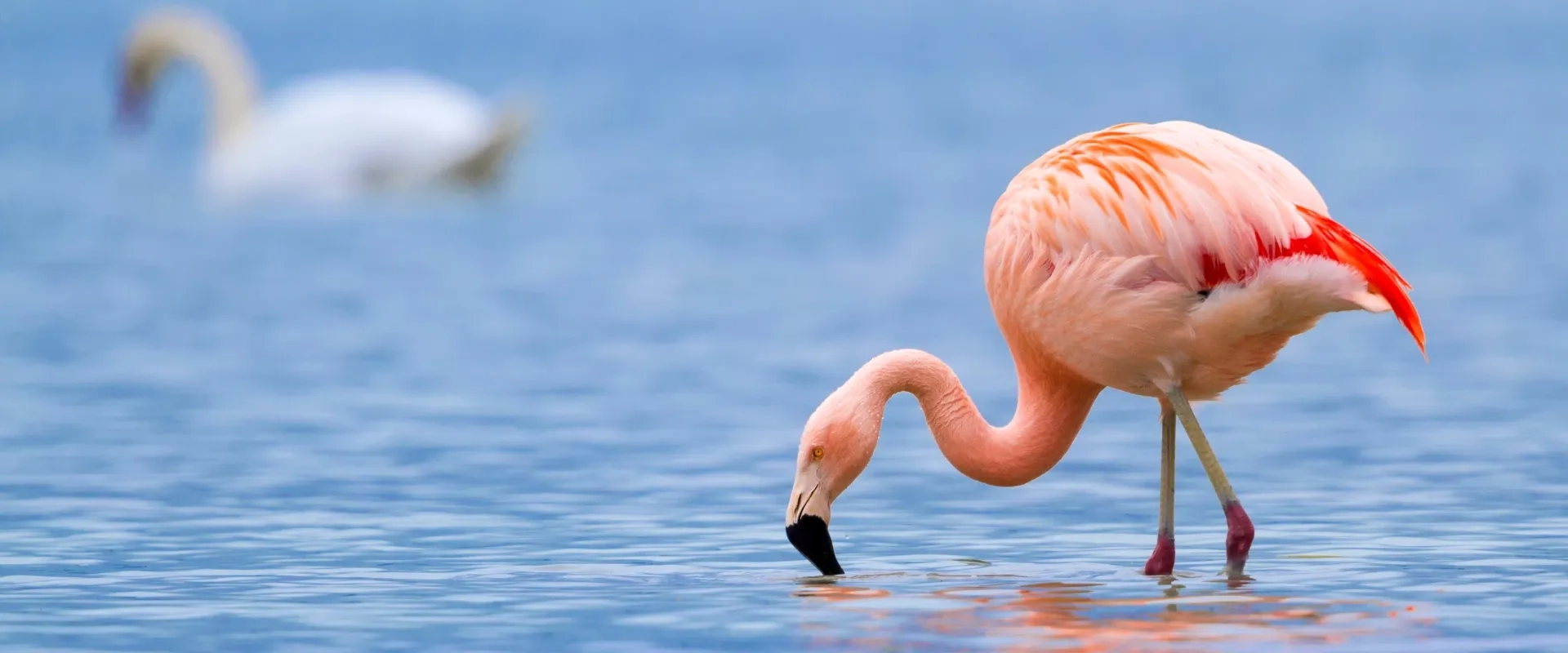 Lake Manyara : safari, prix et meilleure période