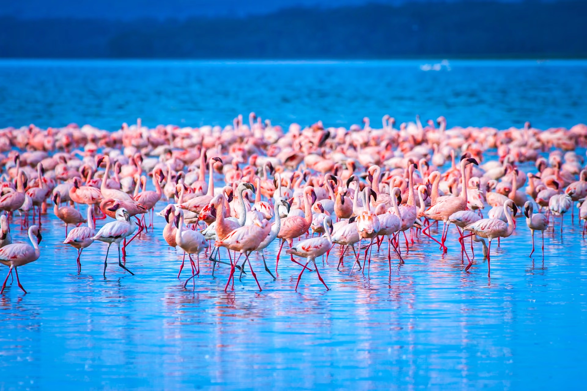 Lake Nakuru : safari, prix et meilleure période