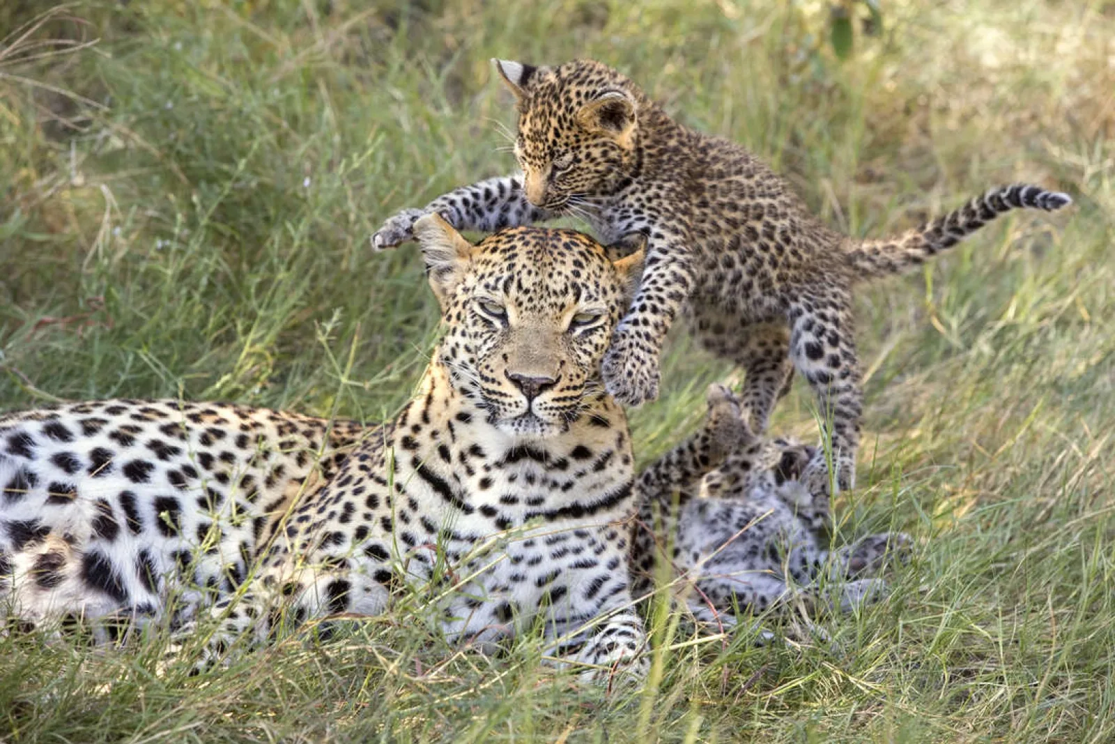 Leopard in Kruger National Park