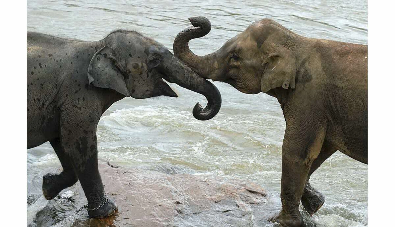 Les éléphants sont-ils dangereux