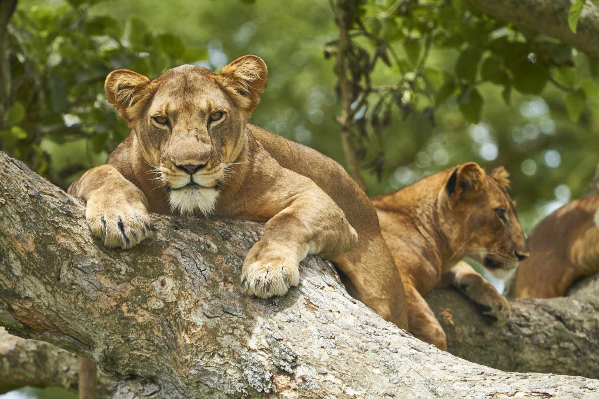 Lions grimpeurs d’Ishasha