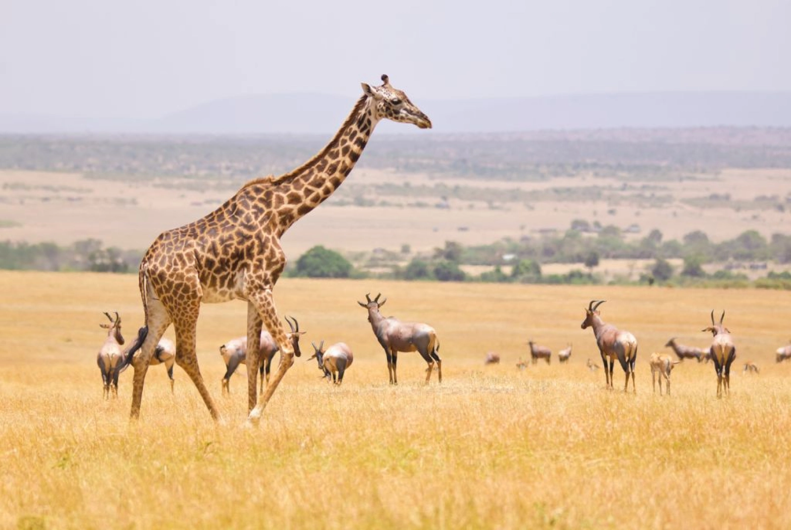 Lions in Amboseli National Park