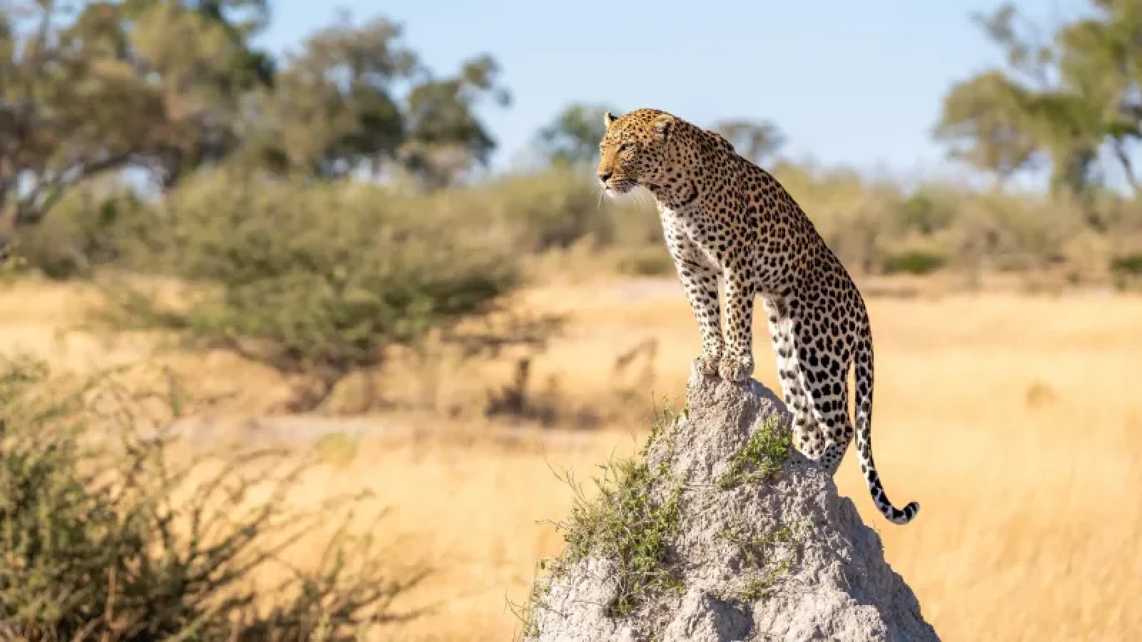 Lions in Chobe