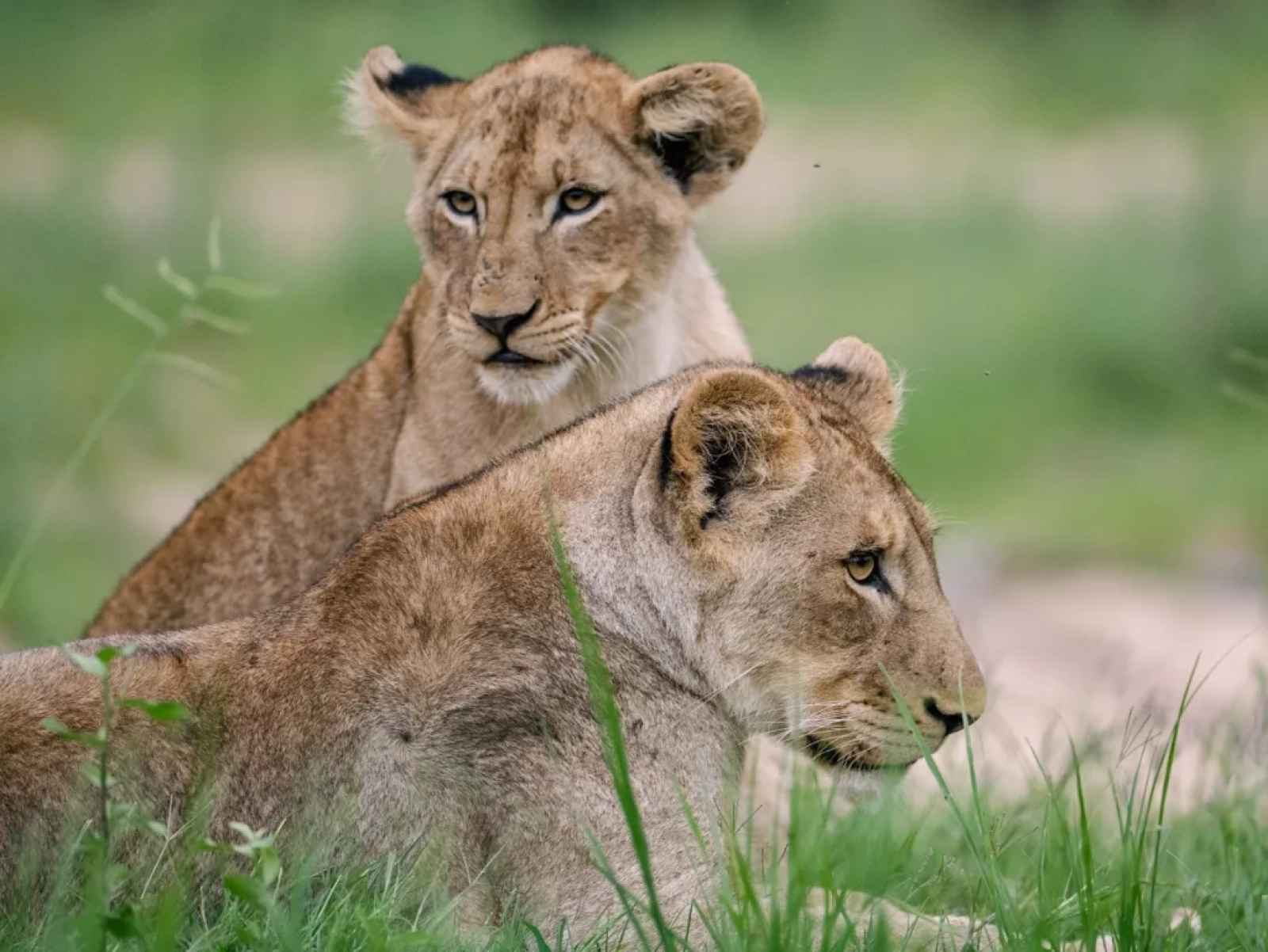 Lions in Kenya