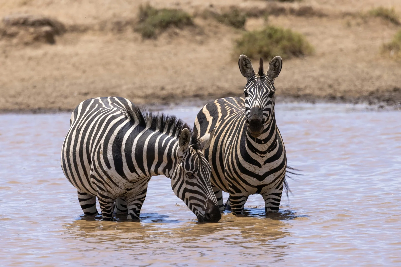 Lions in Kenya