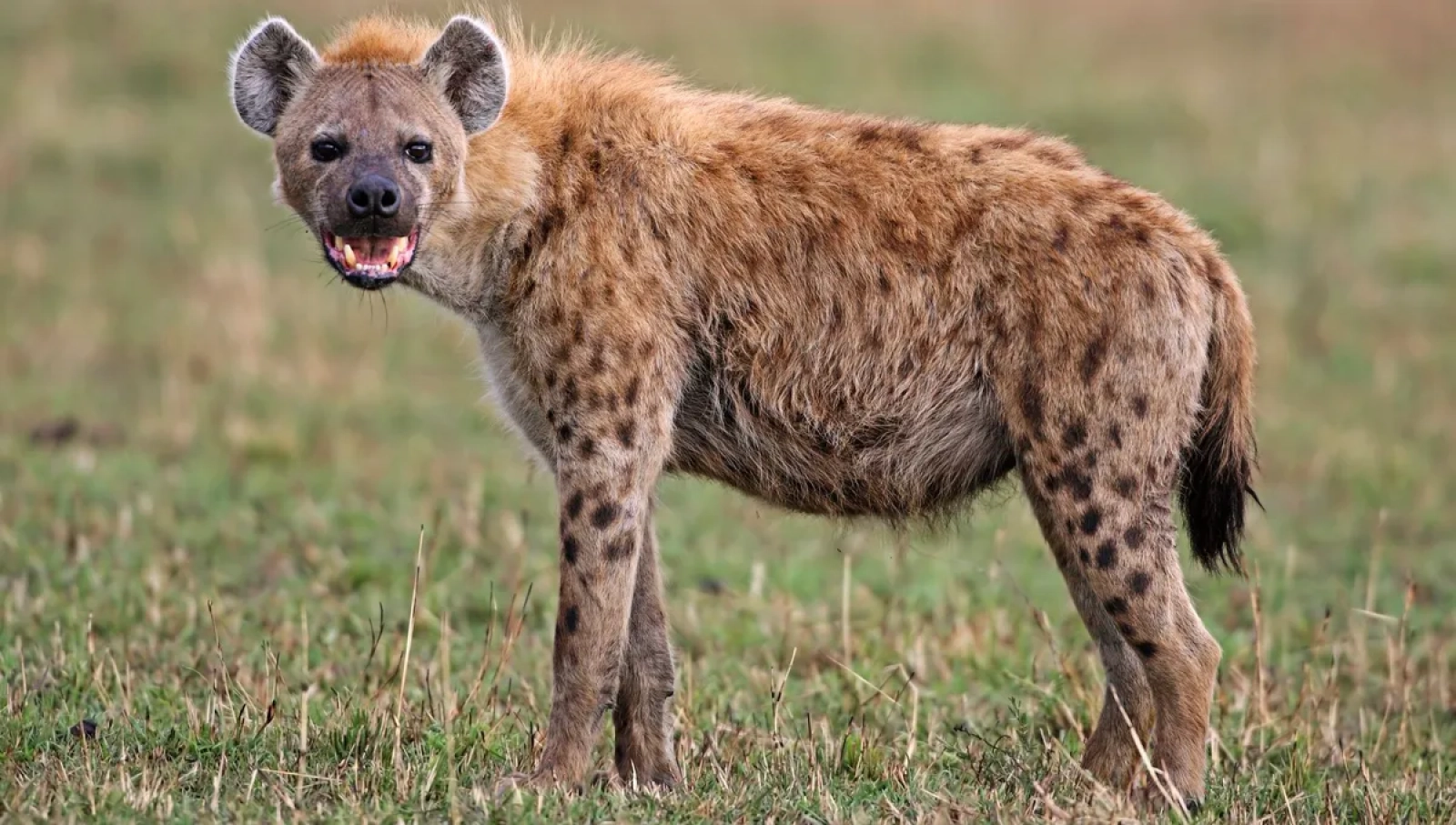 Lions in Kenya