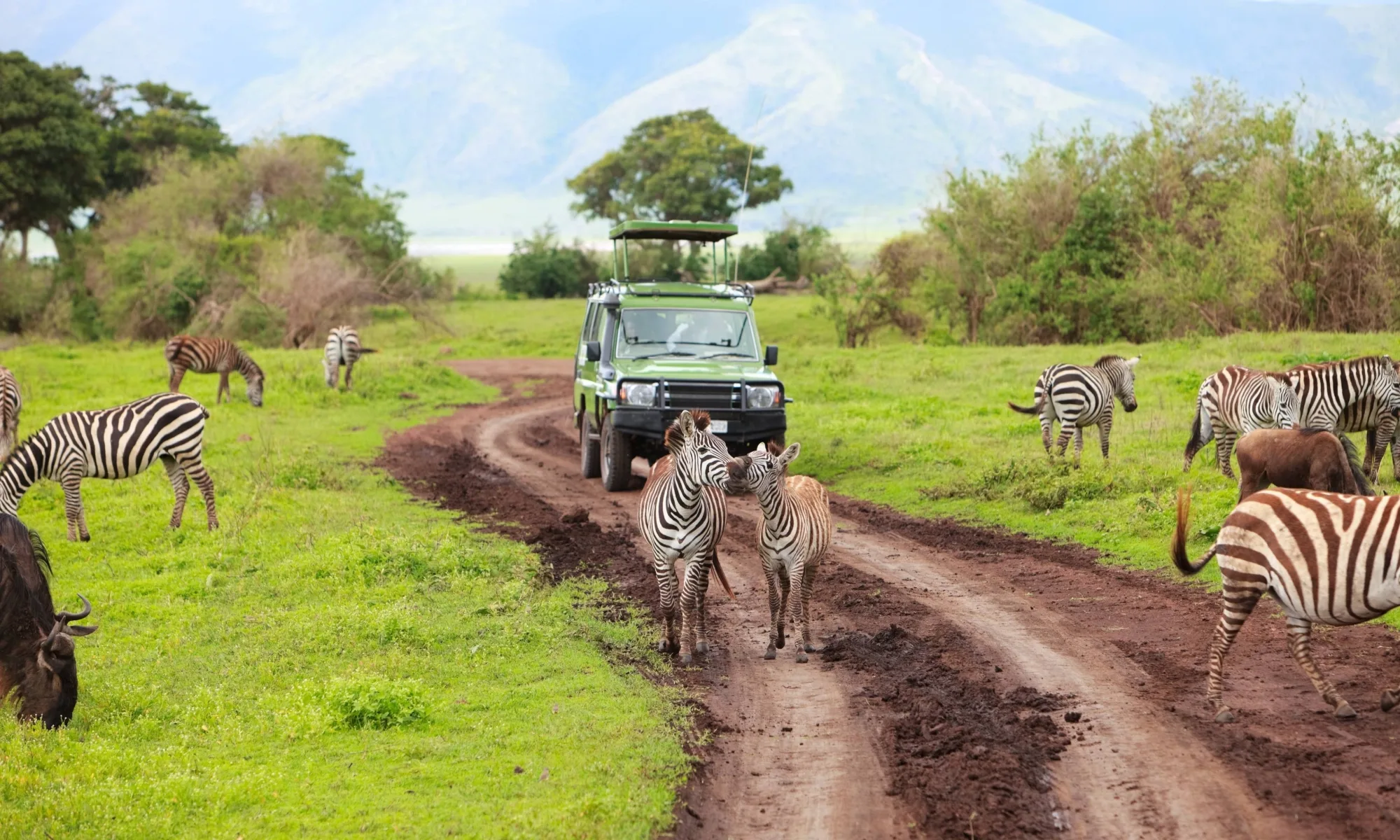 Lions in Kenya