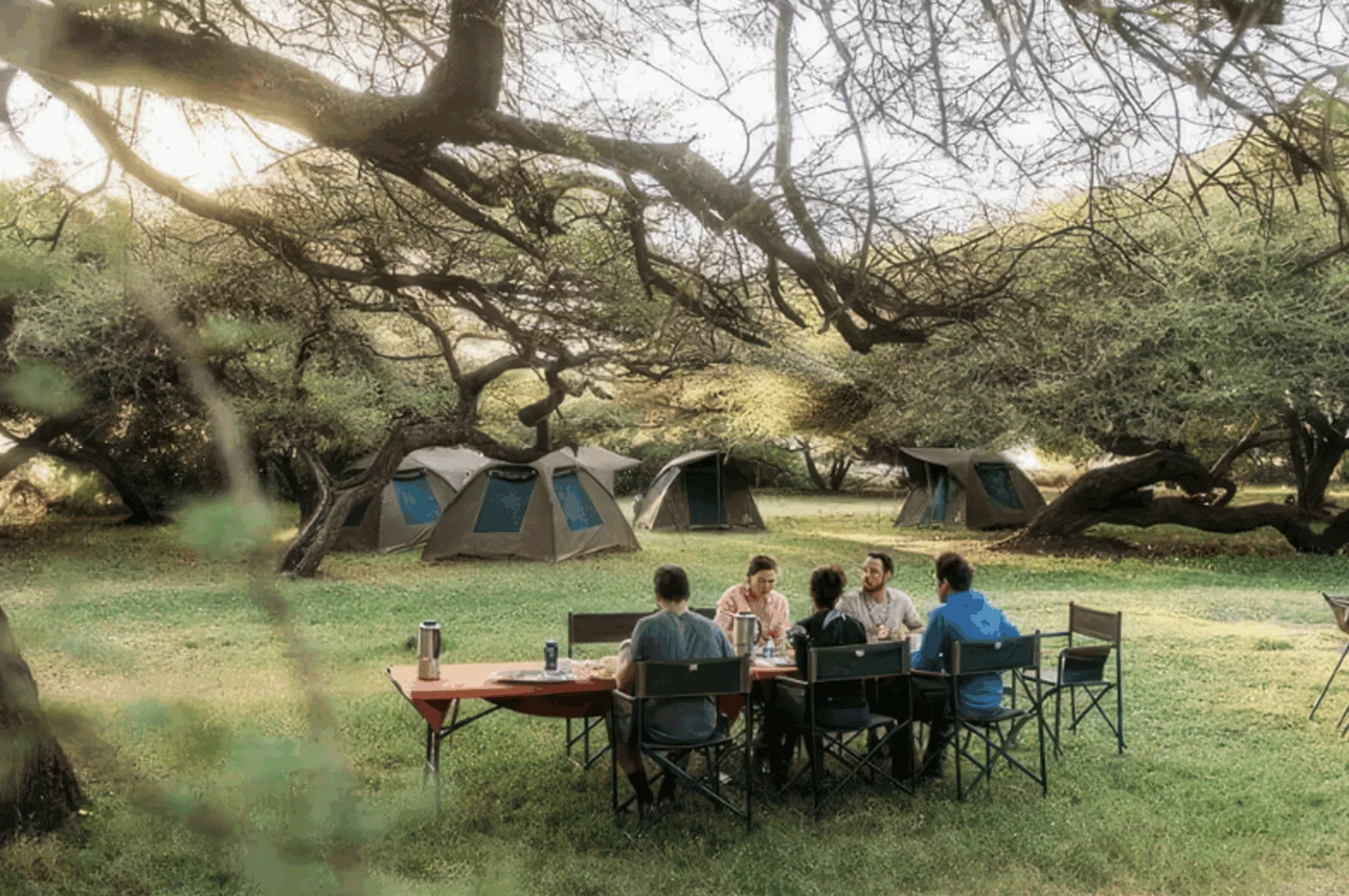 Lions in Kenya